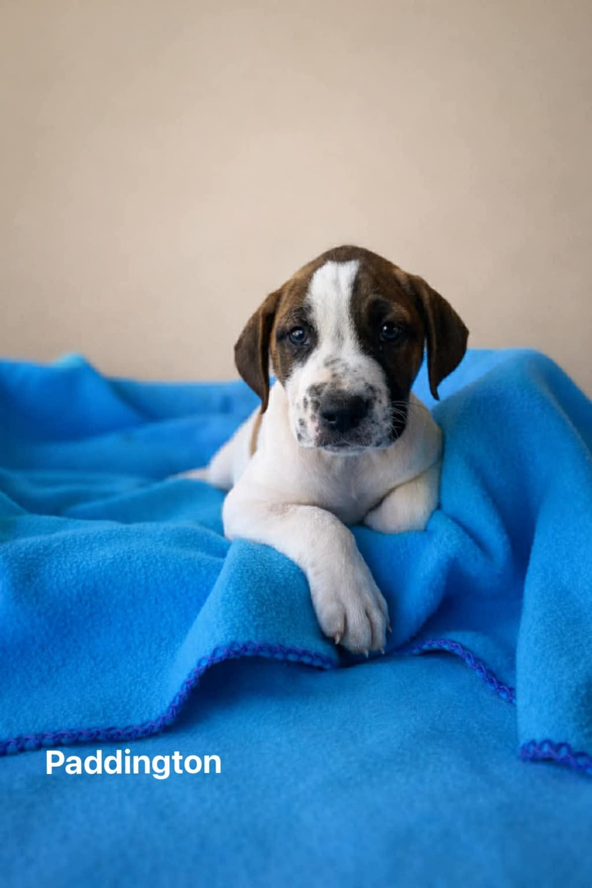 Paddington Paddington